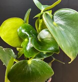 Magazoo Plante Peperomia Polybotrya | Peperomia 'Raindrop'