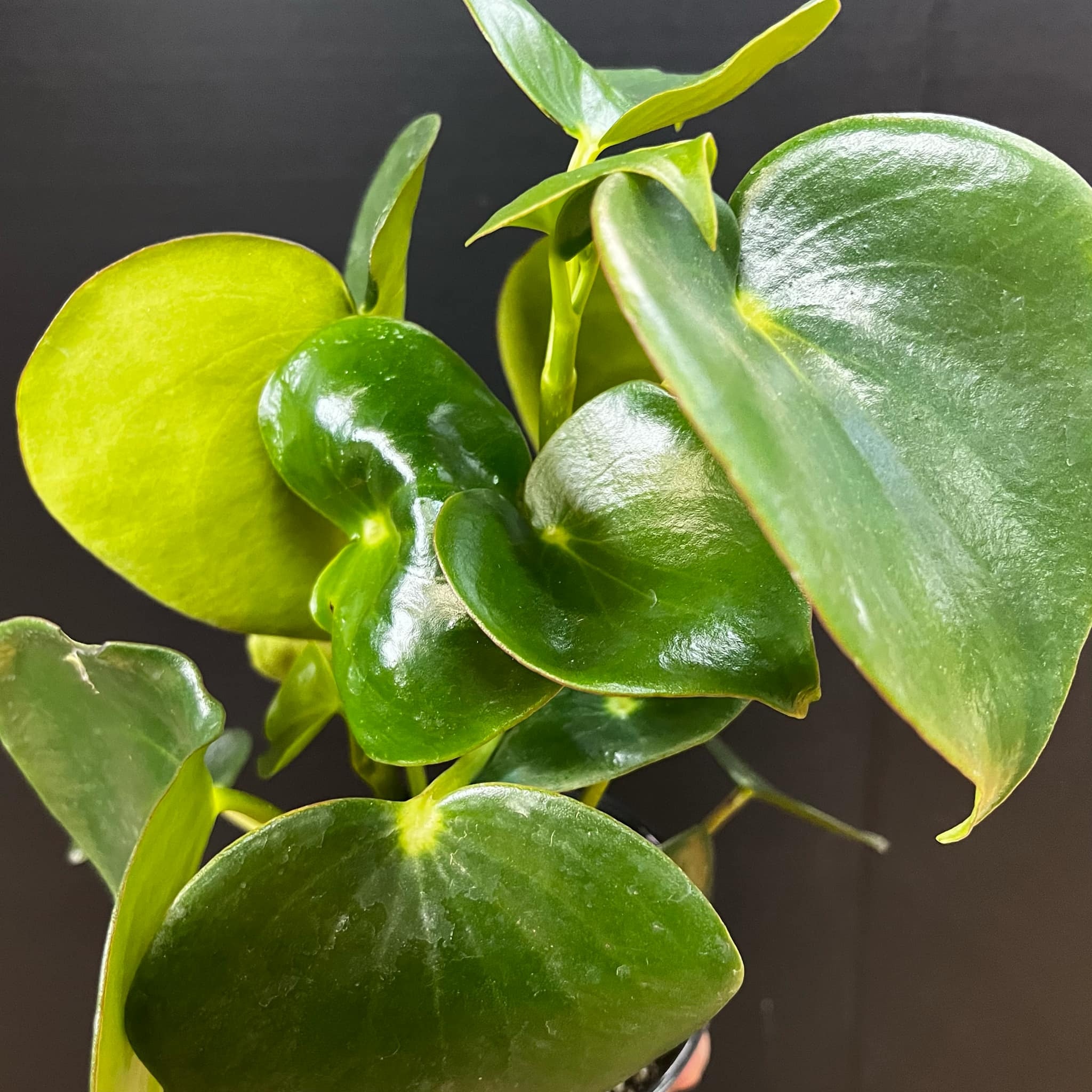 Magazoo Peperomia Polybotrya Plant | Peperomia 'Raindrop'