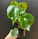 Magazoo Plante Peperomia Polybotrya | Peperomia 'Raindrop'