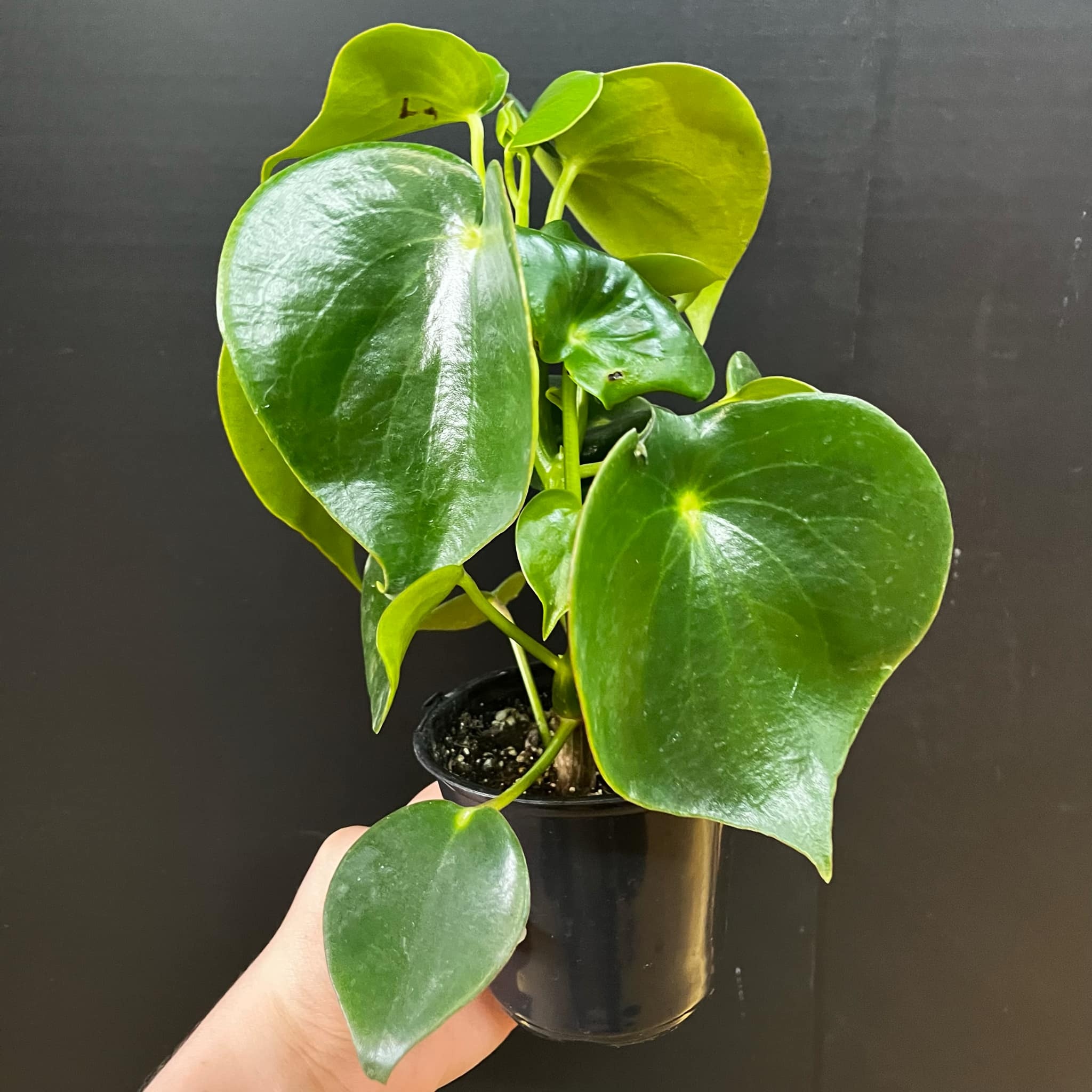 Magazoo Plante Peperomia Polybotrya | Peperomia 'Raindrop'
