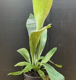 Magazoo Platycerium bifurcatum plant | 'Silver Elkhorn' fern