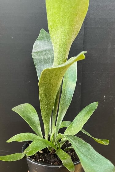 Magazoo Platycerium bifurcatum plant | 'Silver Elkhorn' fern