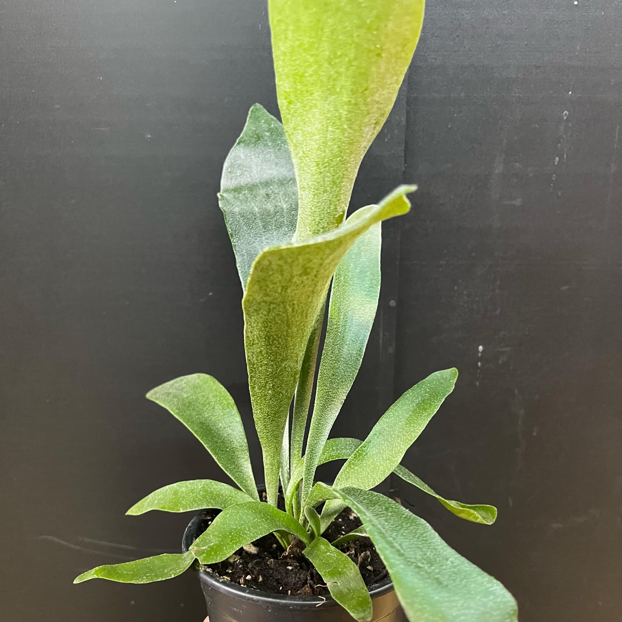 Magazoo Platycerium bifurcatum plant | 'Silver Elkhorn' fern