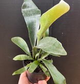 Magazoo Platycerium bifurcatum plant | 'Silver Elkhorn' fern