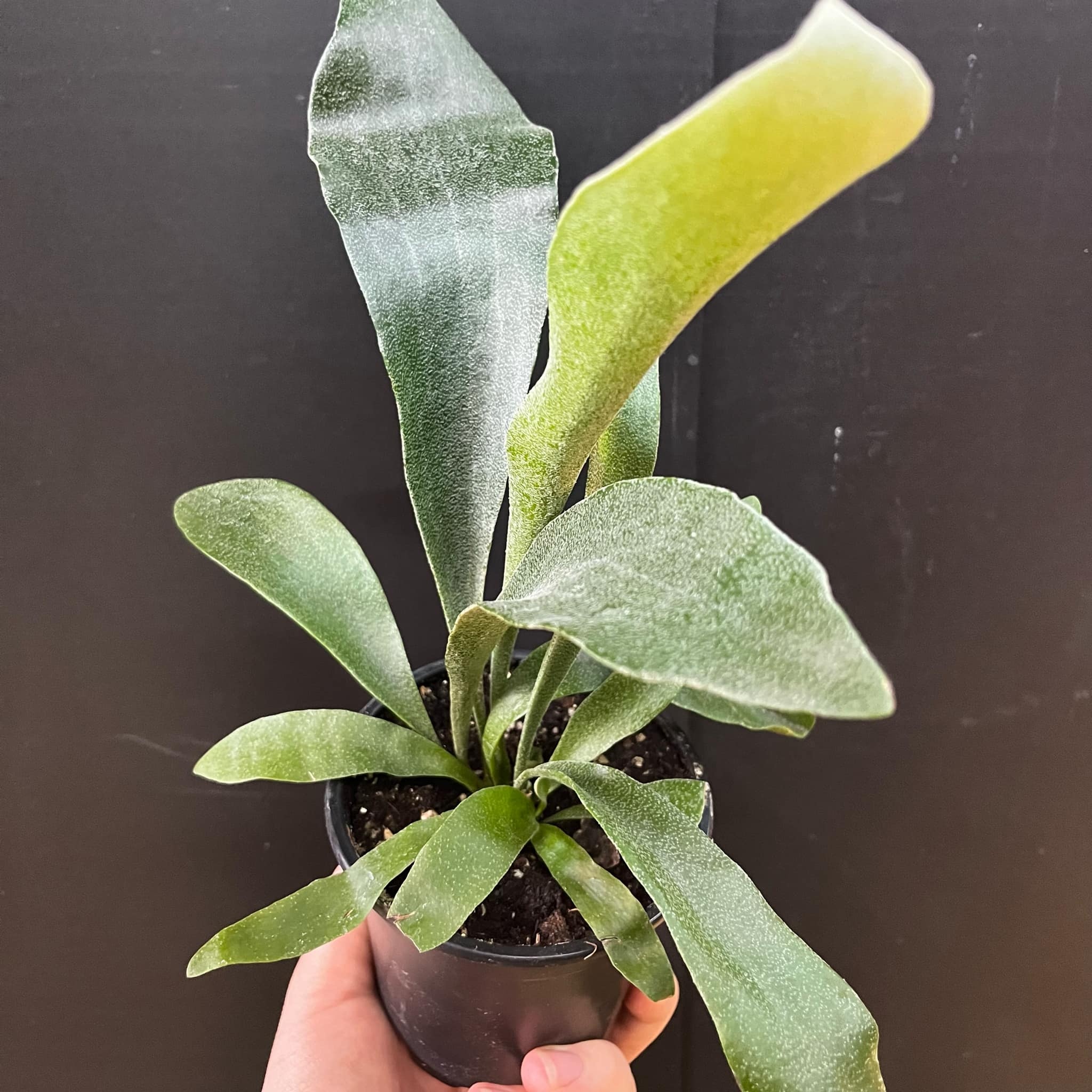 Magazoo Platycerium bifurcatum plant | 'Silver Elkhorn' fern