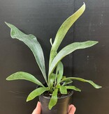 Magazoo Platycerium bifurcatum plant | 'Silver Elkhorn' fern