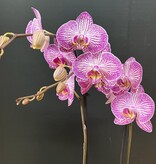 Magazoo Phalaenopsis Orchid Plant