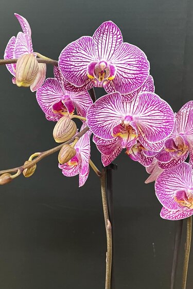 Magazoo Phalaenopsis Orchid Plant