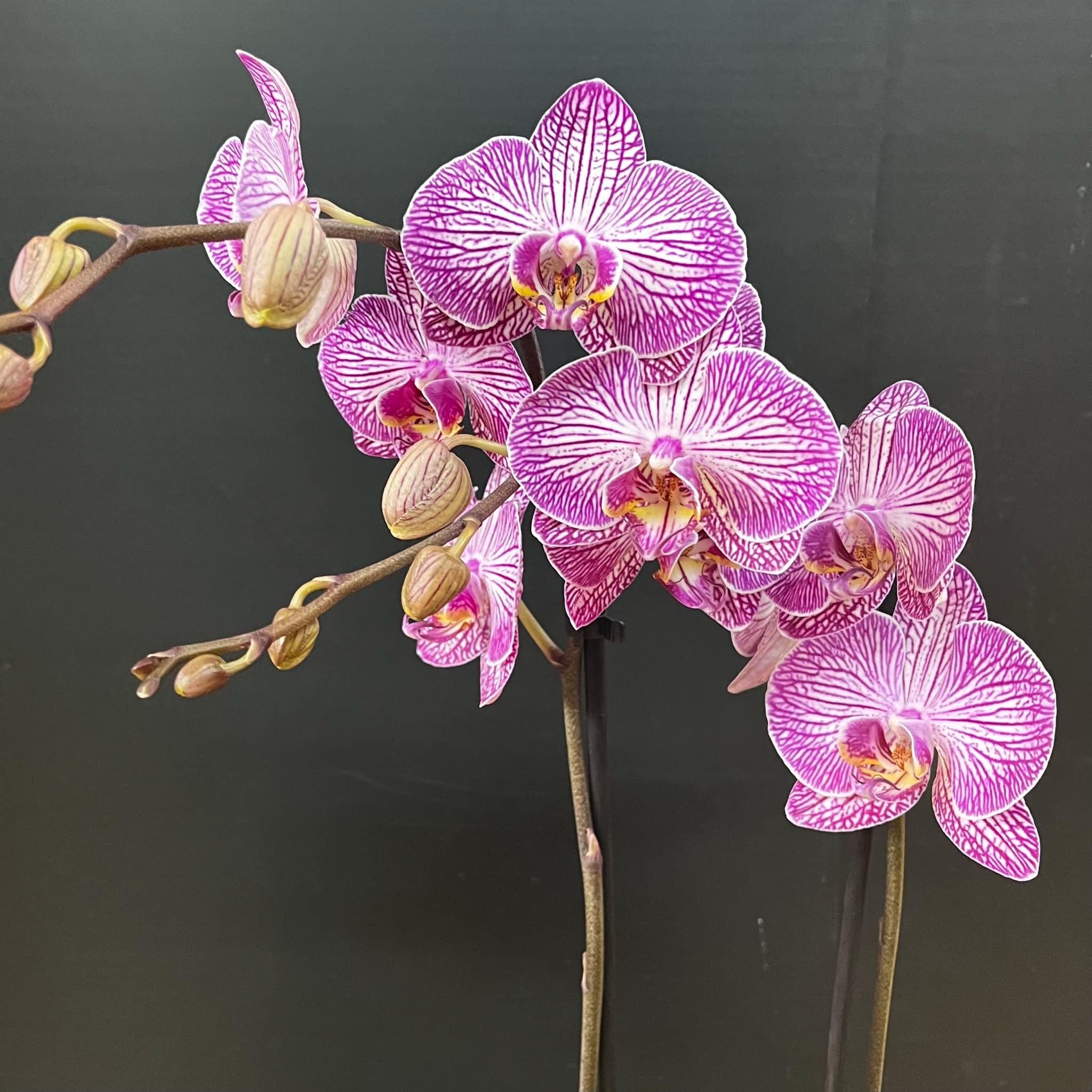 Magazoo Plante Orchidée Phalaenopsis