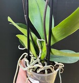 Magazoo Phalaenopsis Orchid Plant