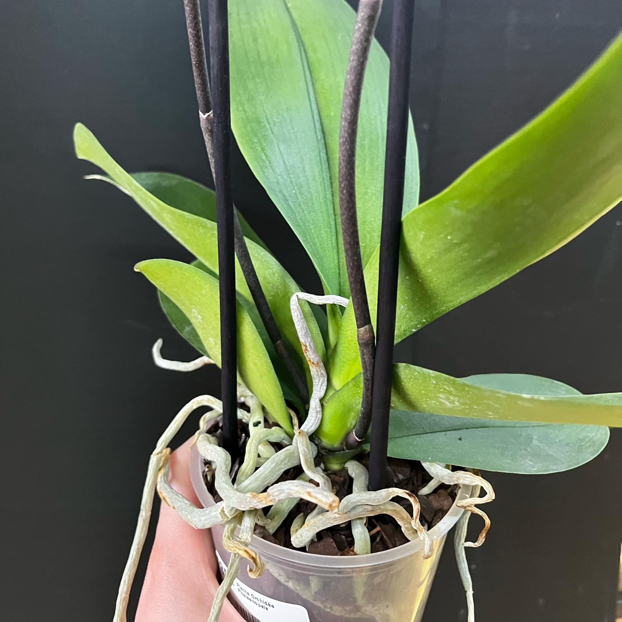 Magazoo Plante Orchidée Phalaenopsis