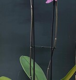 Magazoo Phalaenopsis Orchid Plant