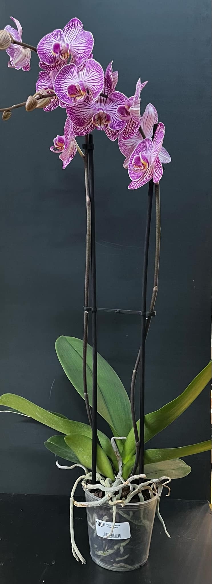 Magazoo Plante Orchidée Phalaenopsis