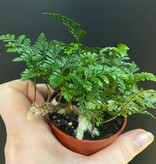 Magazoo Plante Davallia Fejeensis | Fougère Patte de Lapin 6cm