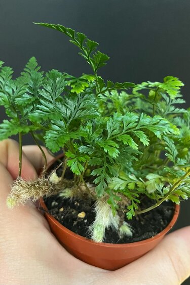 Magazoo Plante Davallia Fejeensis | Fougère Patte de Lapin 6cm