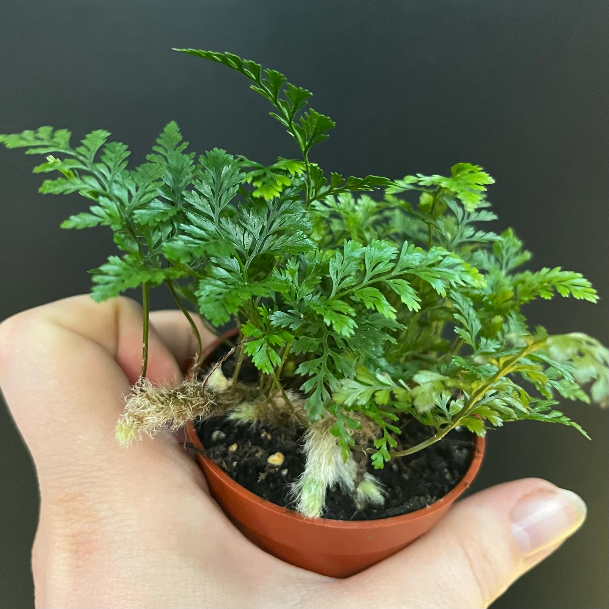 Magazoo Plante Davallia Fejeensis | Fougère Patte de Lapin 6cm