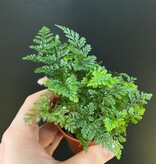 Magazoo Davallia Fejeensis Plant | Fougère Patte de Lapin