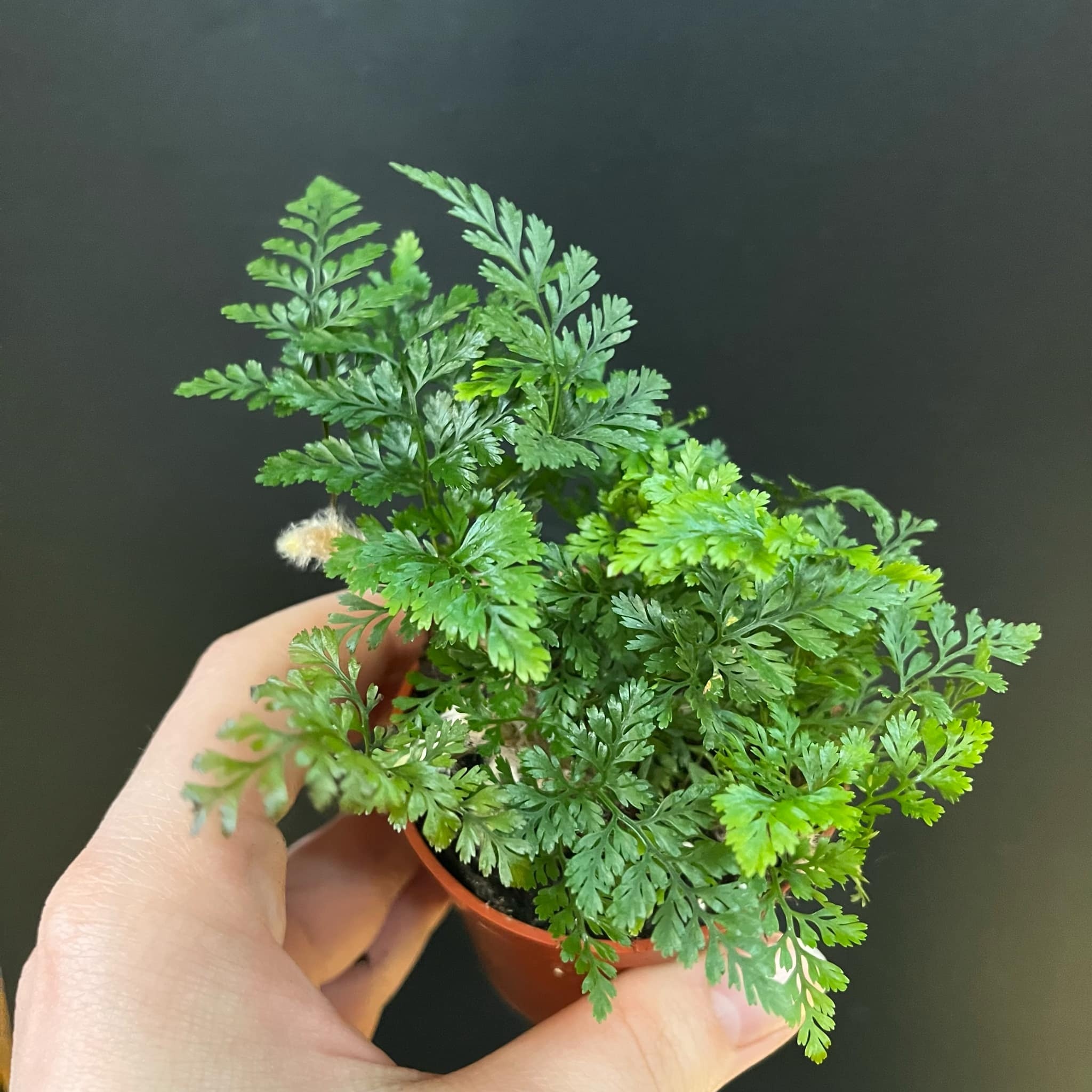 Magazoo Plante Davallia Fejeensis | Fougère Patte de Lapin 6cm