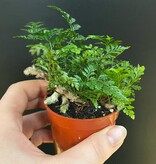Magazoo Davallia Fejeensis Plant | Fougère Patte de Lapin