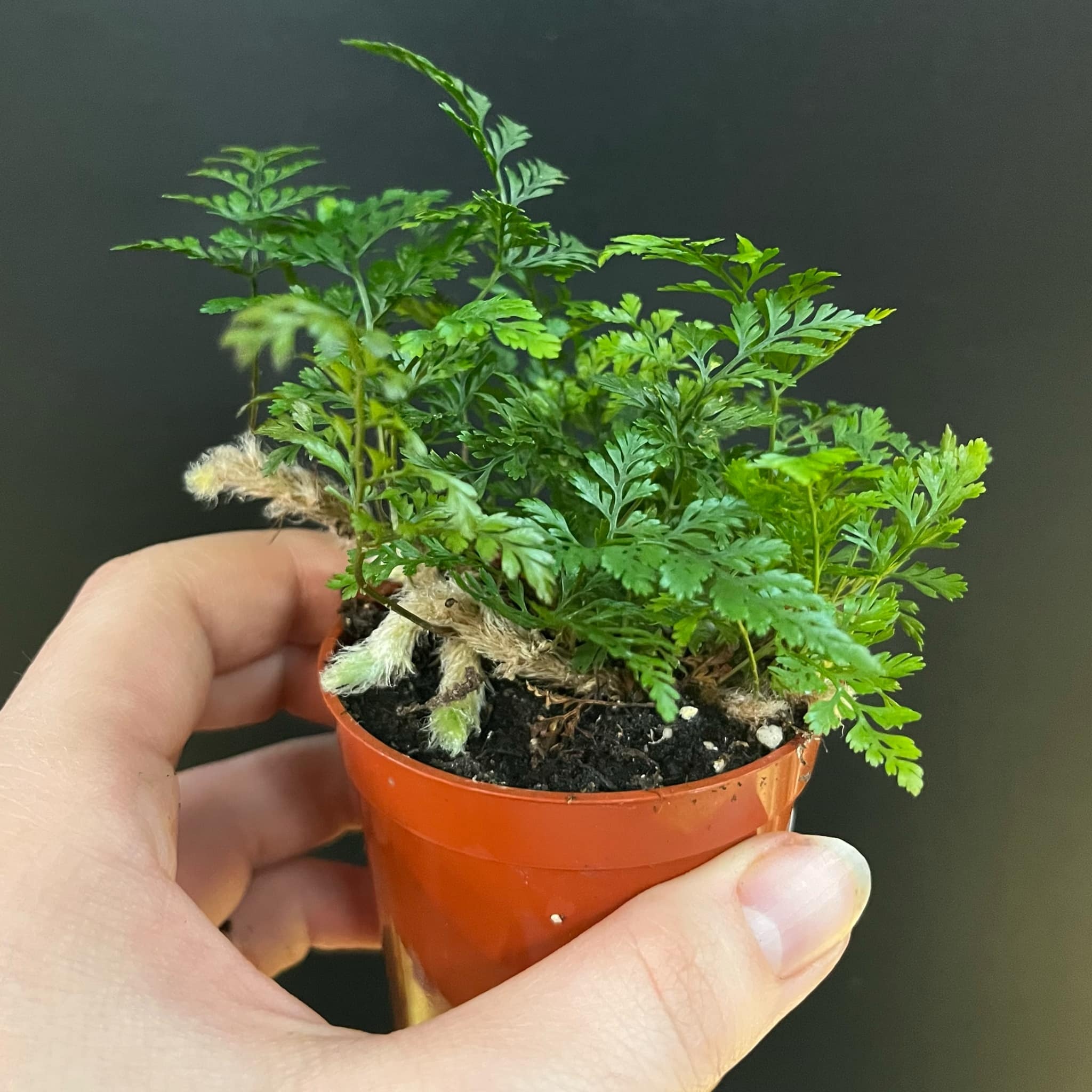 Magazoo Davallia Fejeensis Plant | Fougère Patte de Lapin