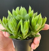 Magazoo Plante  Haworthia 'Cymbiformis' 6cm