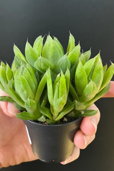 Magazoo Haworthia 'Cymbiformis' Plant
