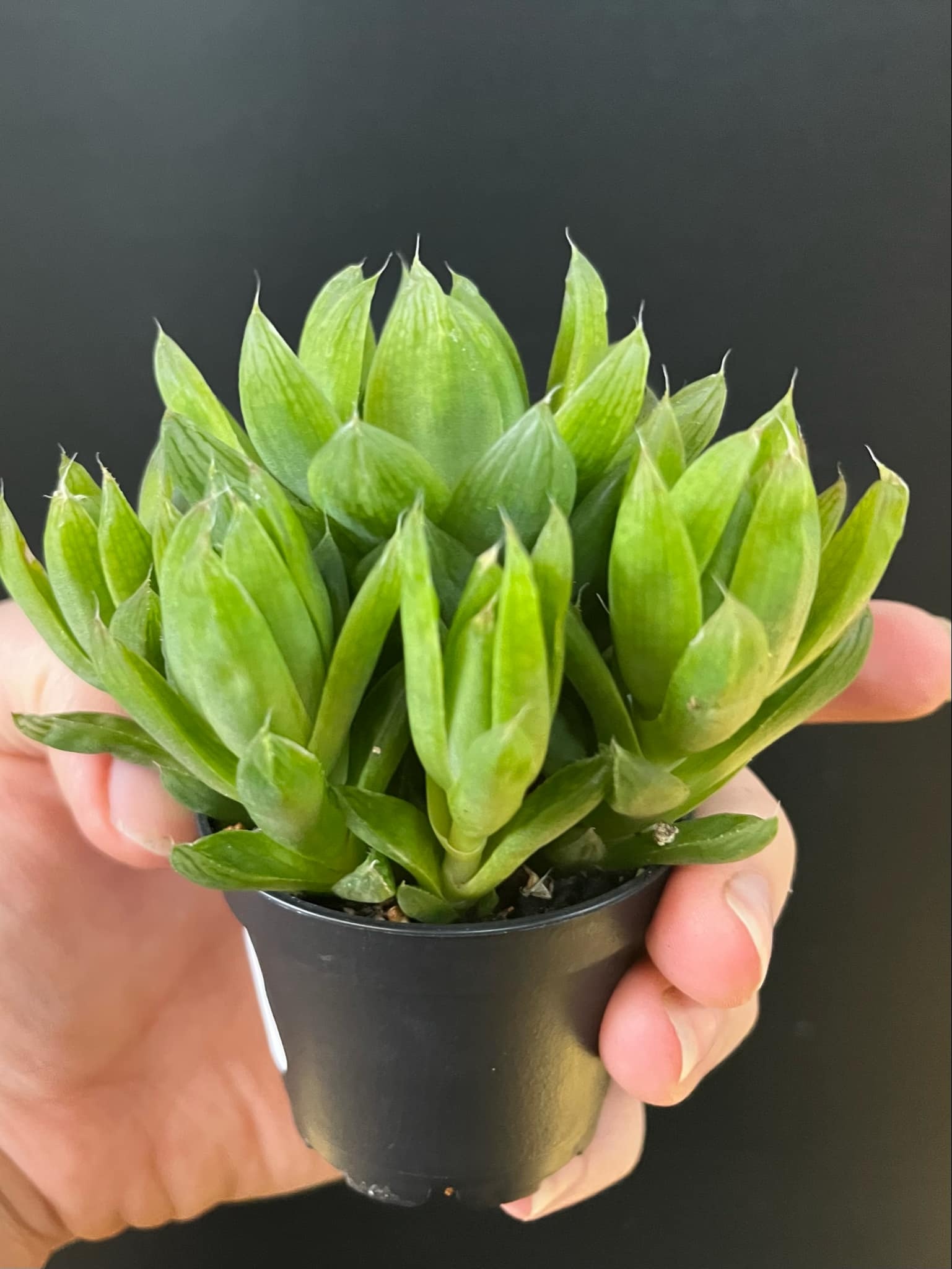 Magazoo Plante  Haworthia 'Cymbiformis' 6cm