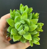 Magazoo Plante  Haworthia 'Cymbiformis' 6cm
