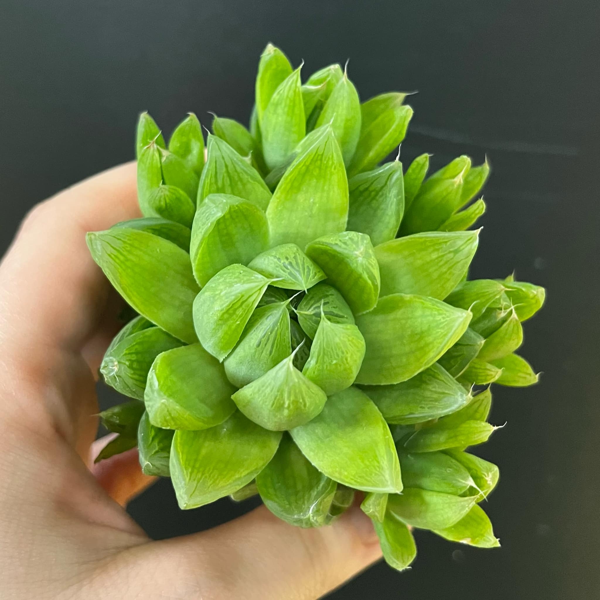 Magazoo Haworthia 'Cymbiformis' Plant