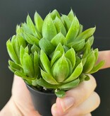 Magazoo Haworthia 'Cymbiformis' Plant
