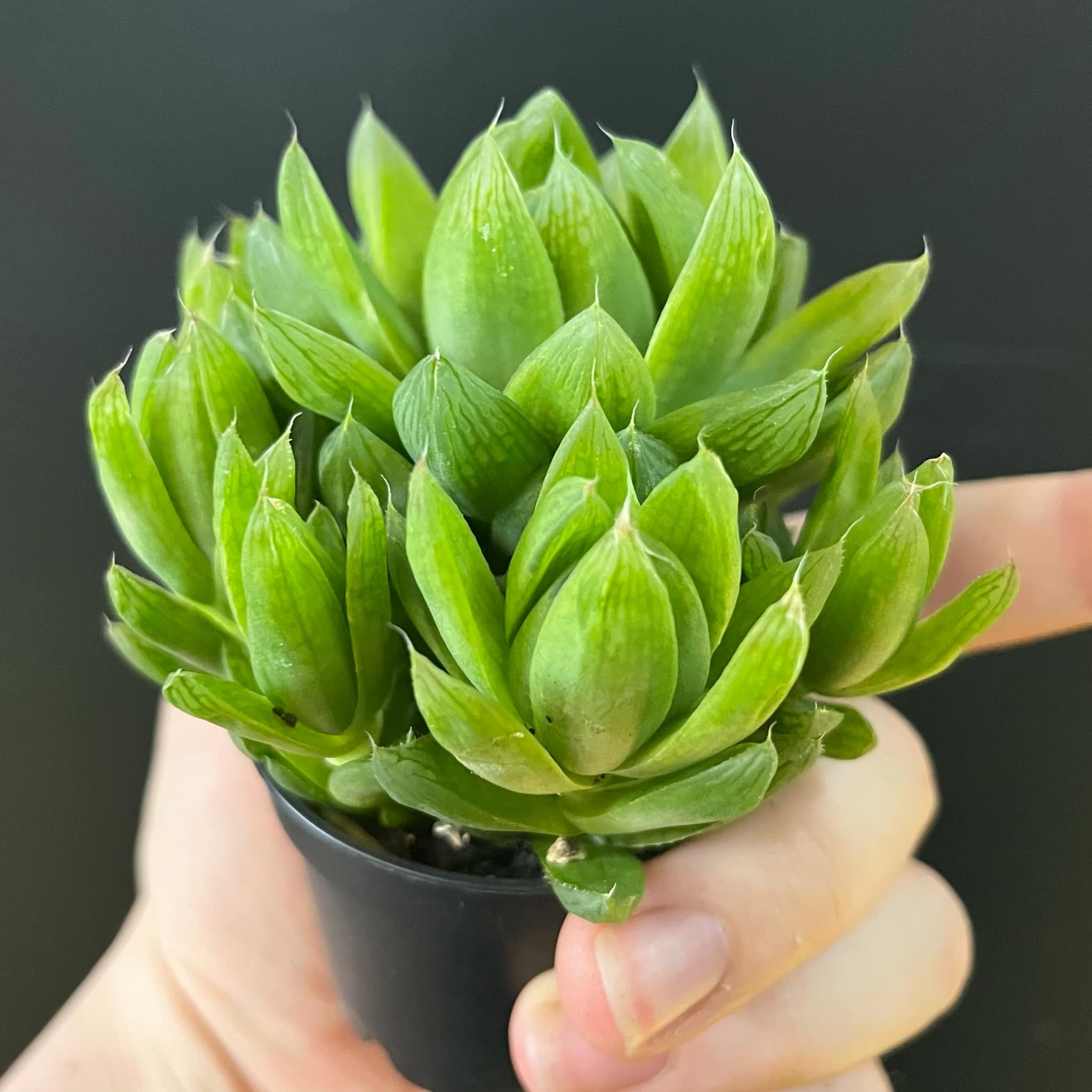 Magazoo Haworthia 'Cymbiformis' Plant