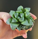 Magazoo Haworthia 'Retusa' Plant | Star Cactus