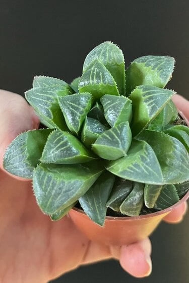 Magazoo Plante Haworthia 'Retusa' | Star Cactus