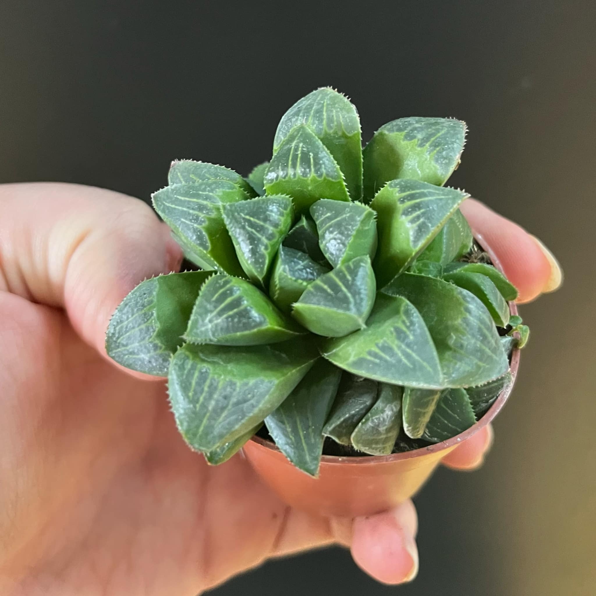 Magazoo Plante Haworthia 'Retusa' | Star Cactus