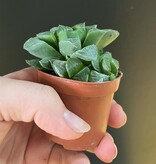 Magazoo Haworthia 'Retusa' Plant | Star Cactus