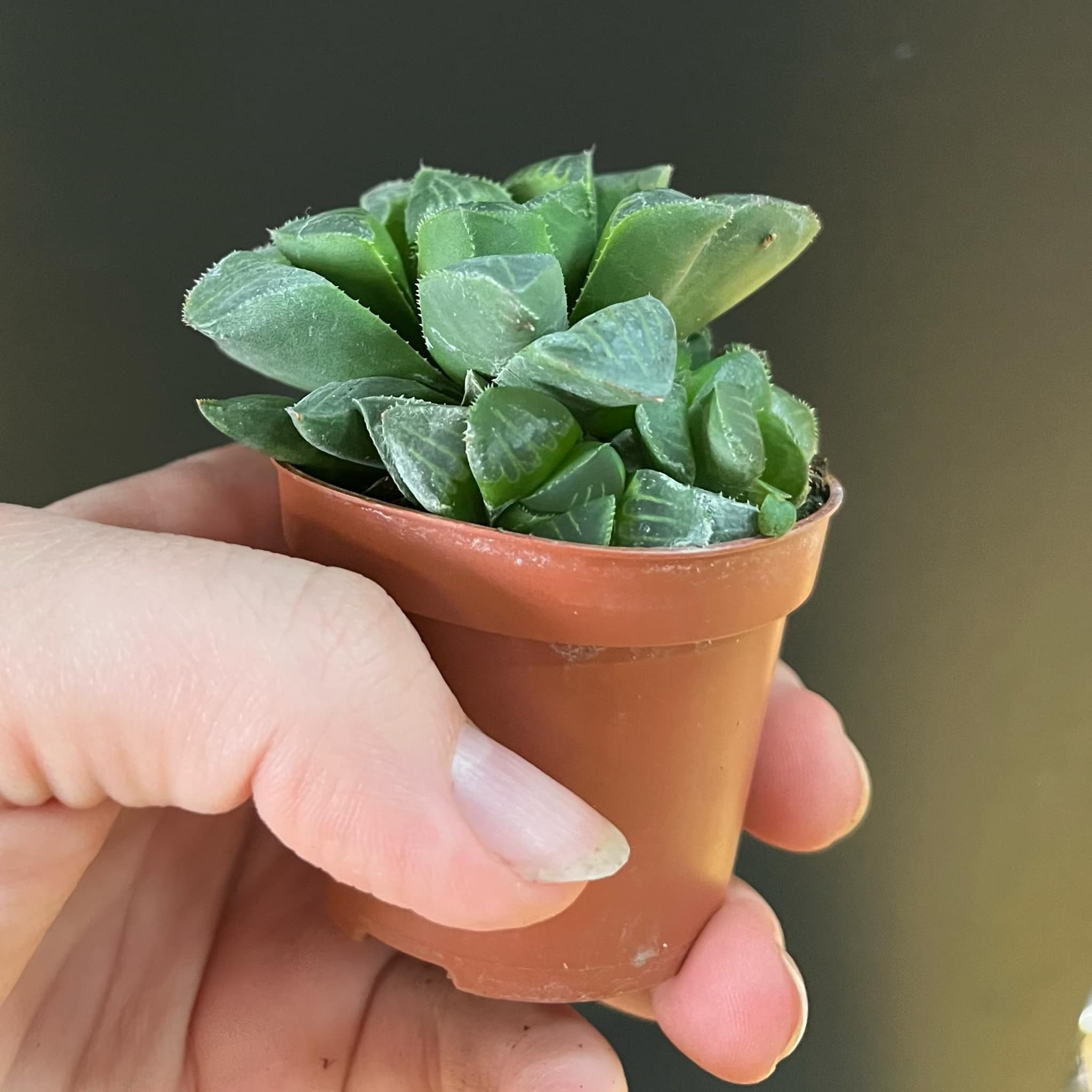 Magazoo Haworthia 'Retusa' Plant | Star Cactus