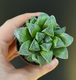 Magazoo Plante Haworthia 'Retusa' | Star Cactus