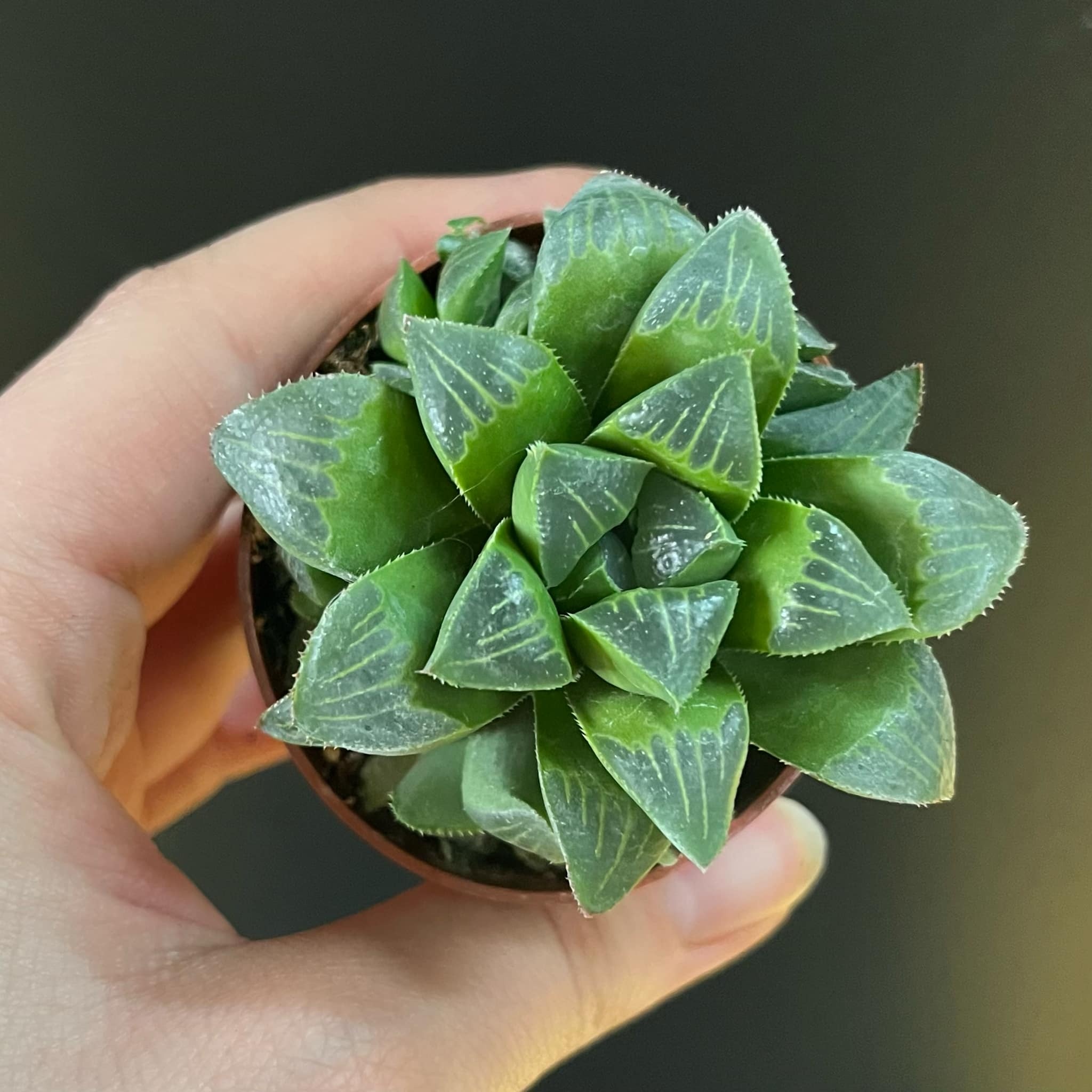 Magazoo Haworthia 'Retusa' Plant | Star Cactus