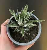 Magazoo Haworthia Attenuata
