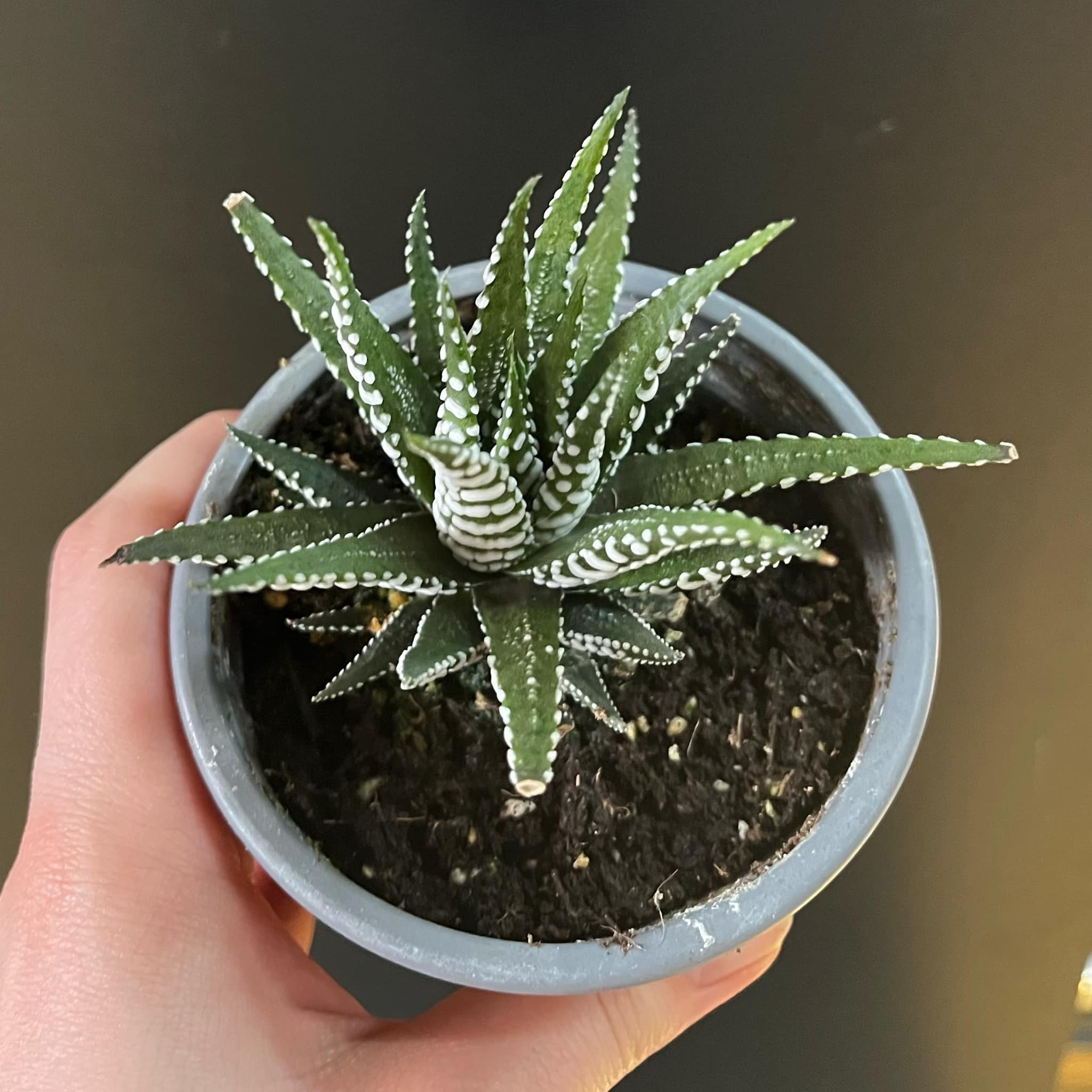 Magazoo Haworthia Attenuata