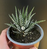 Magazoo Haworthia Attenuata