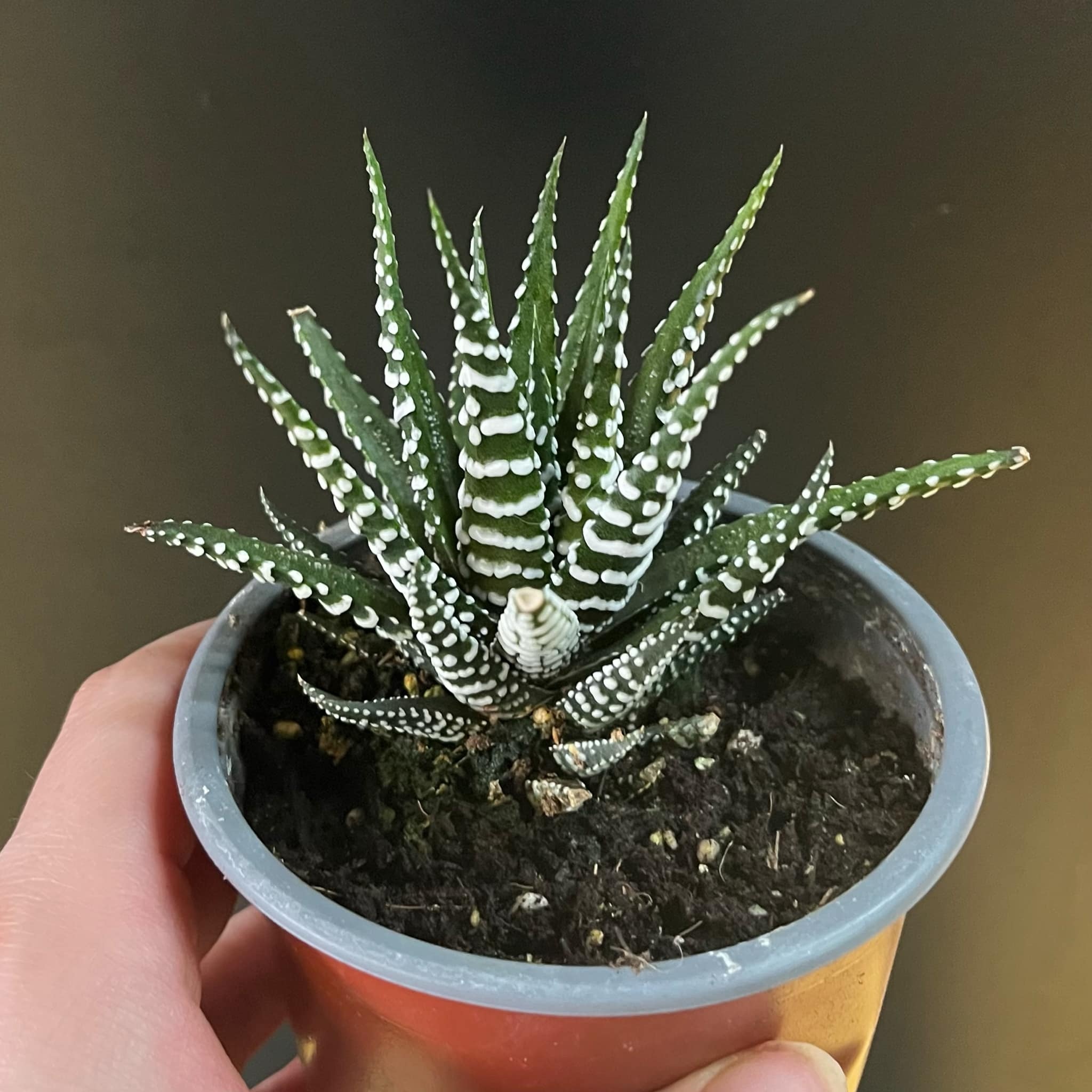 Magazoo Plante Haworthia Attenuata 4cm
