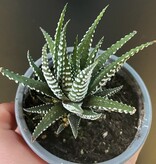 Magazoo Haworthia Attenuata
