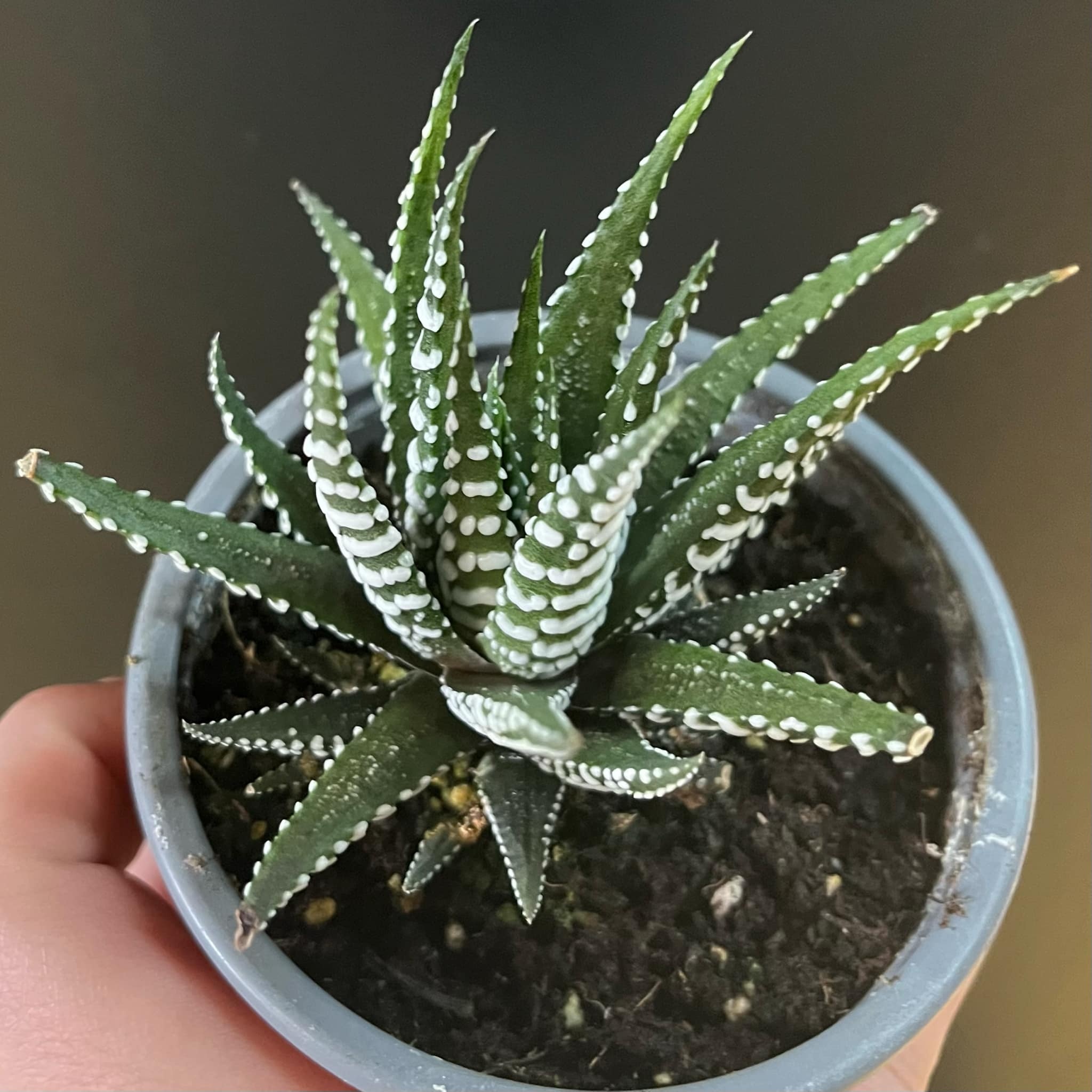 Magazoo Haworthia Attenuata
