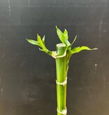 Magazoo Lucky Bamboo Plant | Dracaena Sanderiana