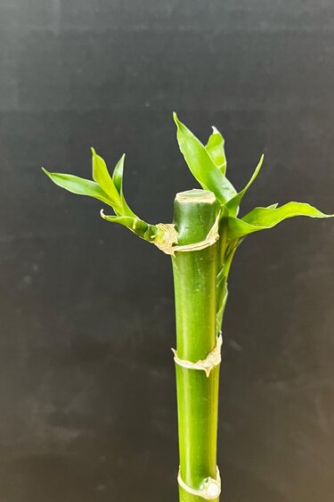 Magazoo Plante Bamboo chanceux (Lucky bamboo) | Dracaena Sanderiana 15cm