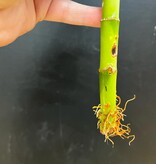 Magazoo Plante Bamboo chanceux (Lucky bamboo) | Dracaena Sanderiana 15cm