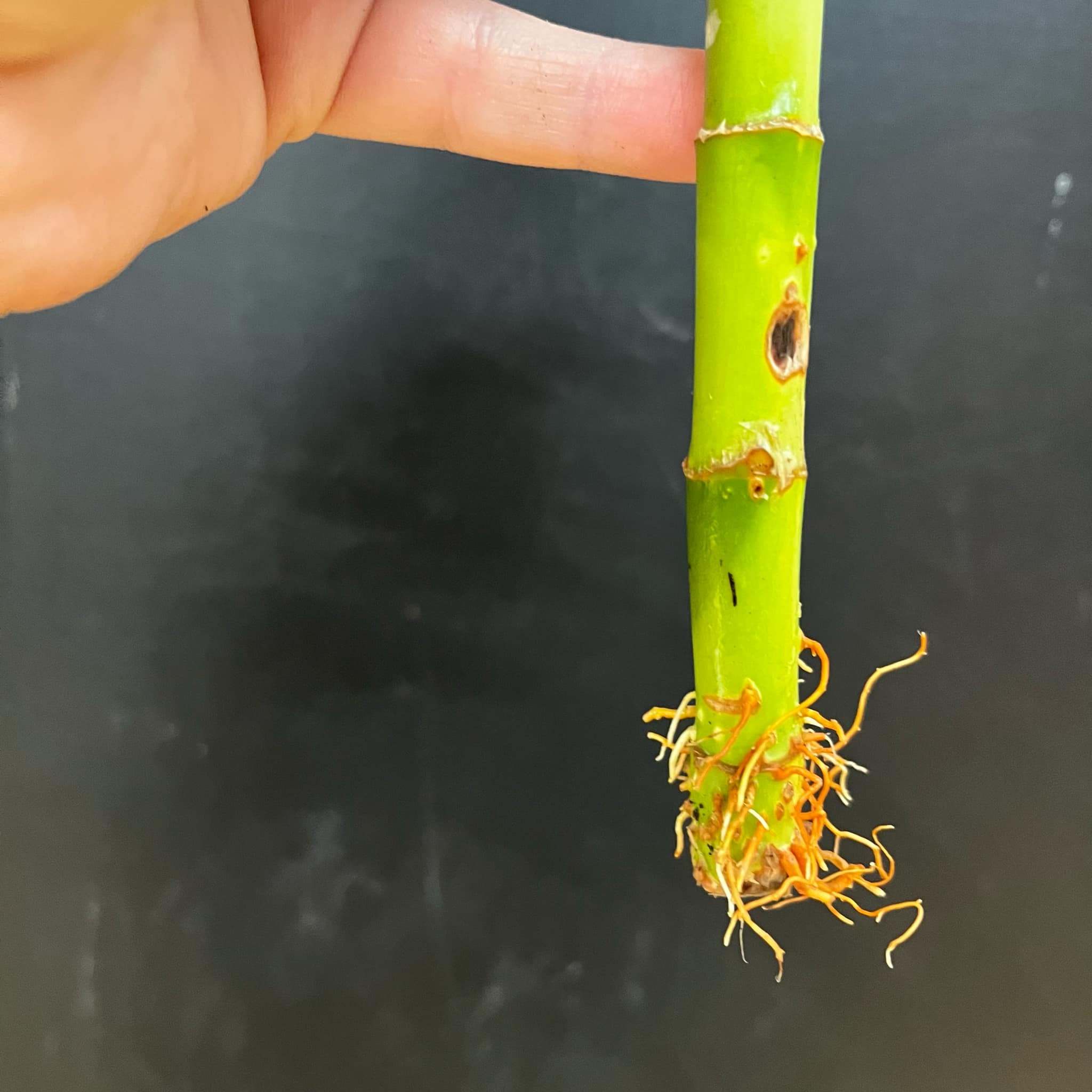 Magazoo Lucky Bamboo Plant | Dracaena Sanderiana