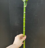 Magazoo Lucky Bamboo Plant | Dracaena Sanderiana