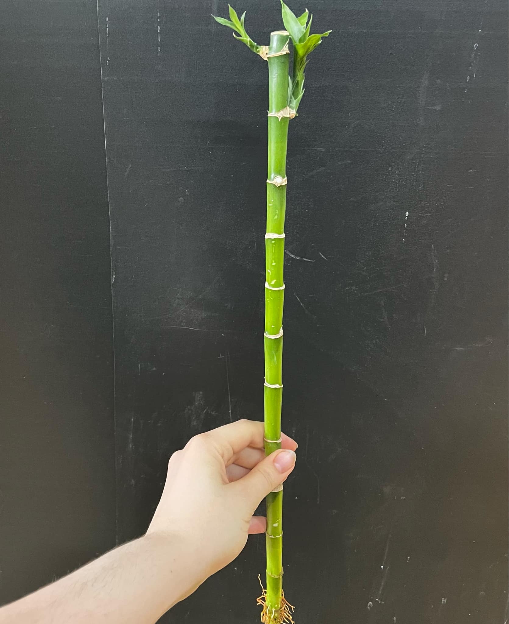 Magazoo Lucky Bamboo Plant | Dracaena Sanderiana